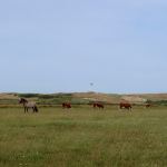 Levende duinen