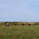 Levende duinen